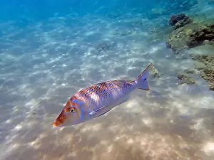 Snapper Prints: Lethrinus nebulosus, the spangled emperor underwater into the Red sea