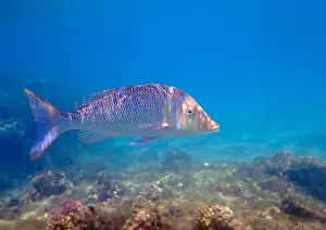 Snapper Prints: Lethrinus nebulosus, the spangled emperor underwater into the Red sea