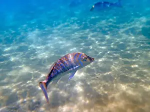 Snapper Prints: Lethrinus nebulosus, the spangled emperor underwater into the Red sea