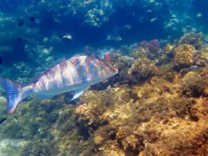 Snapper Prints: Lethrinus nebulosus, the spangled emperor underwater into the Red sea