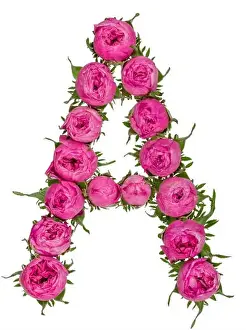 Letter A alphabet from flowers of roses, isolated on white background