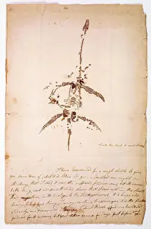 Drawings Prints: Letter concerning the discovery of Plesiosaurus dinosaur fossil
