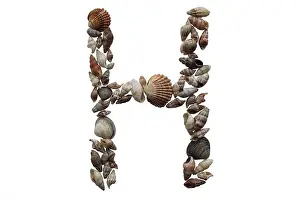 Letter H, summer concept idea. Letter H made with sea shell isolated on white background