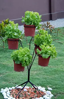 Crops Prints: Lettuce salad in pots on stand in home garden