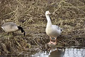 Leucistic Prints: Leucistic Greylag Goose (Anser anser) on Edge of River Bank