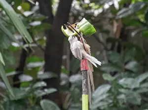 Leucistic Prints: Leucistic juvenile speckled mousebird on a fruit feeder in a garden in South Africa