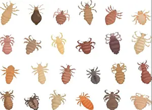 Insecticide Prints: Lice icons set cartoon vector. Nature parasite