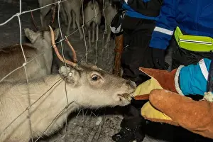 Caribou Prints: Lichen feeding Baby newborn Sami reindeer farm in LApland Finland