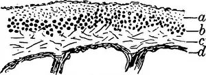Bookdecade1920 Prints: Lichens. Lichens. CHAPTER II CONSTITUENTS OF THE LICHEN THALLUS I