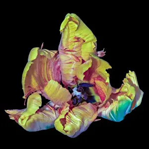 Tulpia Prints: Still life bright colorful macro of a single isolated wide open parrot tulip blossom in surrealistic/fantastic realism