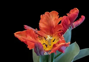 Tulpia Prints: Still life bright colorful macro of a wide open single isolated parrot tulip blossom with green leaves on black