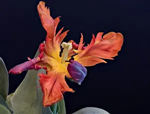 Tulpia Prints: Still life bright colorful macro of a wide open single isolated parrot tulip blossom with green leaves on blue