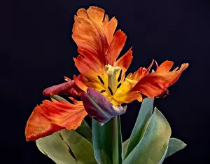 Tulpia Prints: Still life bright colorful macro of a wide open single isolated parrot tulip blossom with green leaves on blue