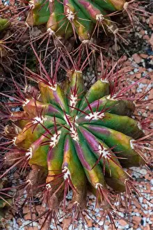 Cactaceae Prints: Still life color macro image of a fero cactus with purple spikes on natural background seen from the top