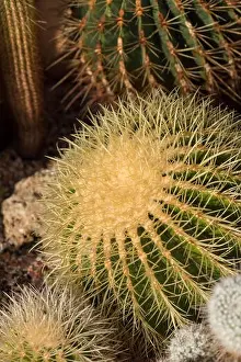 Mother In Laws Cushion Prints: Still life color macro image of a large golden ball cactus with white spikes on natural background seen from the side