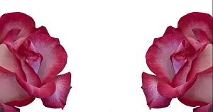 Still life color macro of two isolated red white rose blossoms with detailed texture on white background