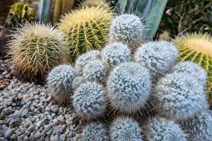 Still life color macro photo of a group of mammillarias surrounded by two large golden ball cactus in a gardening bed