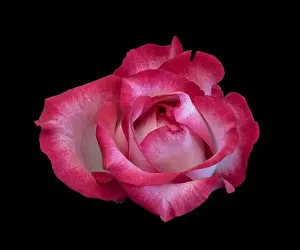 Still life color macro of a single isolated red pink rose blossom with detailed texture on black background