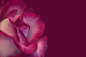 Still life color macro of a single isolated red white rose blossom with detailed texture on red background