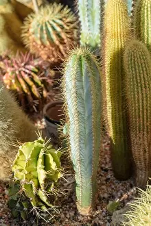 Cactaceae Prints: Still life colorl macro portrait of a group of cactus in a gardening bed on stony ground seen from the side