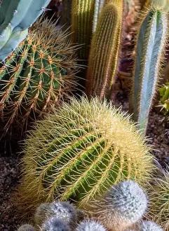 Mother In Laws Cushion Prints: Still life colorl macro portrait of a group of cactus in a gardening bed on stony ground seen from the side