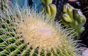 Mother In Laws Cushion Prints: Still life colorl macro portrait of a large golden ball cactus with white spikes on natural background seen