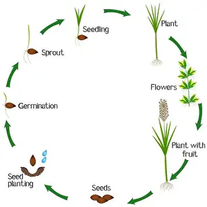 Reed Prints: Life cycle of a sugar cane plant on a white background
