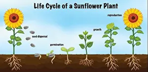 Eps10 Prints: Life Cycle of a Sunflower Plant Diagram for Science Education illustration