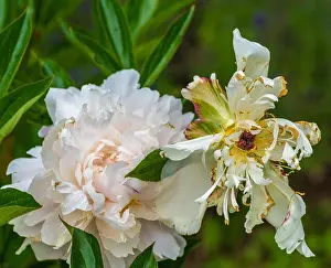 Still life fine art color outdoor flower image of fading pink white peony blossoms on natural green background
