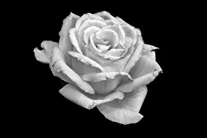 Artful Prints: Still life fine art monochrome macro of a single isolated bright white rose blossom with detailed texture on black