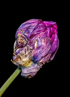 Artful Prints: Still life fine art pop-art colored macro of a single isolated fading parrot tulip blossom with green stem