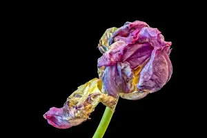 Still life fine art pop-art colored macro of a single isolated fading parrot tulip blossom with green stem in