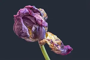 Tulpia Prints: Still life fine art pop-art colored macro of a single isolated fading parrot tulip blossom with green stem