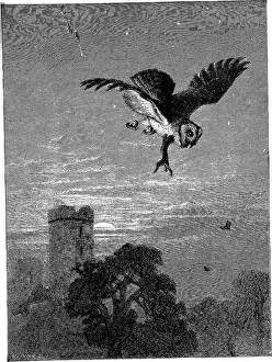 Bookdecade1870 Prints: The life and habits of wild animals