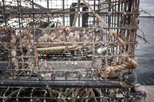 Life Teeming on a Working Crab Pot