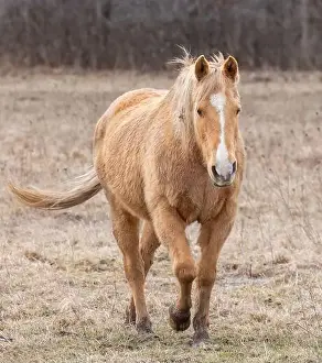 Working Animal Prints: Light brown horse walking in a meadow on Wolfe Island, Ontario, Canada