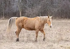 Working Animal Prints: Light brown horse walking in a meadow on Wolfe Island, Ontario, Canada