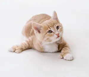 Stretched Prints: Light brown and white kitten (Felis catus) with a golden tag around its neck stretched out on the floor