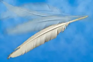 Drift Prints: Light as a Feather