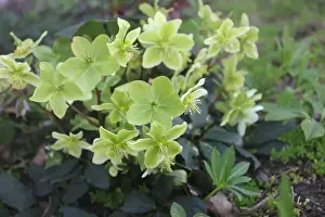 Blurred Background Prints: Light green and yellow Hellebore flowers growing in a garden