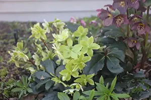 Light Green Prints: Light green and yellow Hellebore flowers and Maroon Hellebore flowers blooming