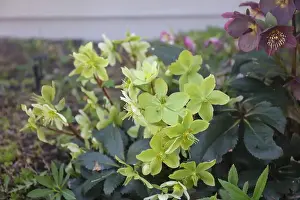 Light Green Prints: Light green and yellow Hellebore flowers and Maroon Hellebore flowers blooming