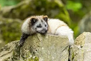 Canoidea Prints: A light grey fox lying relaxed on a moss-covered stone, arctic fox (Alopex lagopus)