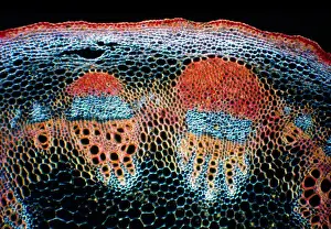 Natural World Prints: Light Micrograph (LM) of a transverse section of a stem showing vascular bundle