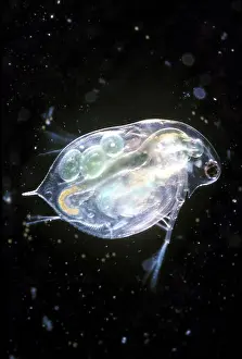 Plankton Prints: Light micrograph of water flea or daphnia pulex with eggs