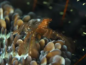 Dive Site Prints: In the light, the orange crab, orang-utan crab (Achaeus japonicus)
