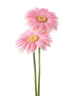 Pale Prints: Two light pink gerbera flowers isolated on white background