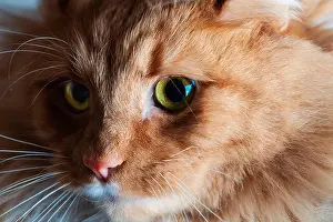 Light and shadow play on beautiful ginger cat with green eyes portrait - extreme closeup