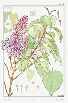 Thistle Prints: Lilac. Botanical art illustrated by Maurice Pillard Verneuil (1896)
