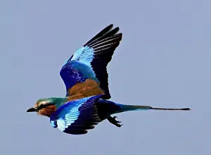 Preening Prints: The Lilac-breasted Roller is a common and widespread bird of wooded savanna and bushveld
